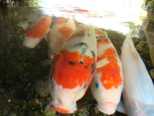 19鯉みっちり
