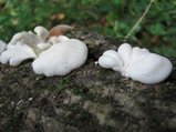 白い茸