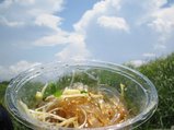 トコロテン