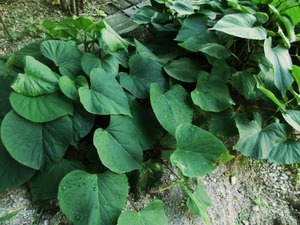 さつまいもの苗(栽培1ヶ月目)