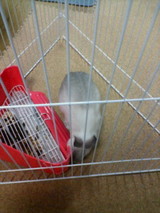 閉じ込められたうさこ