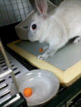 滑りながら食べるうさこ