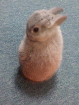 毛づくろい