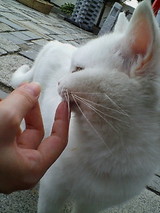 猫もいるよ