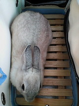 帰り
