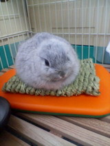 冬
