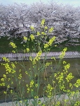 菜の花