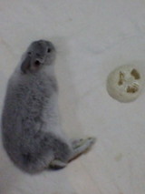 ヘチマ興味なし