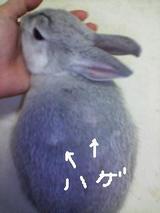 ハゲ2箇所
