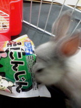 にんじんっ