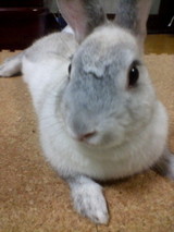 くっきり