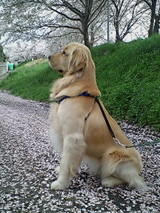 まろんと桜