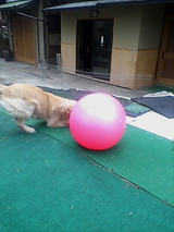 バランスボールで遊ぶまろん