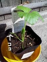 明日葉