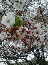 緑が出てきてる