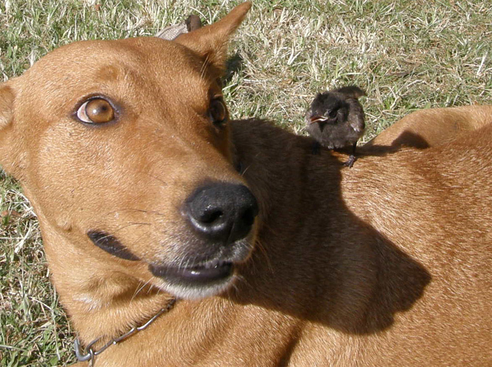 chocopipi