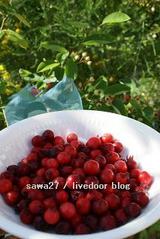 090518berry