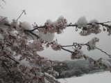 20100417桜と雪