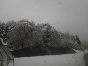 20100417桜と雪忠霊塔