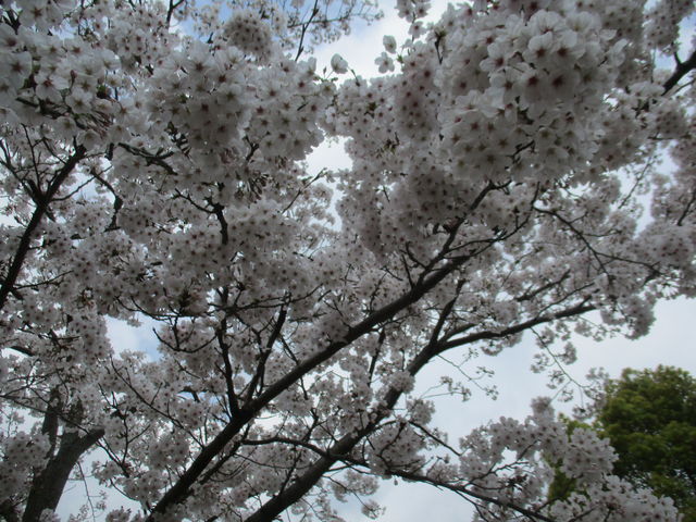 IMG_5170