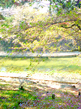 ha-sakura