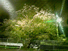 shinya-sakura