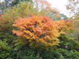 ちょっと色が悪いけど紅葉