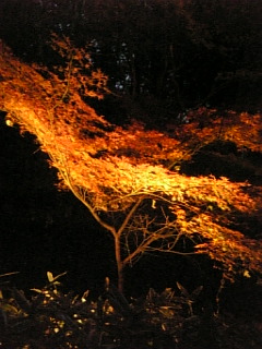 09-12-08六義園8
