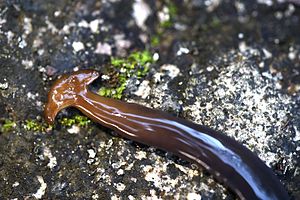 Bipalium_fuscatum_by_Head