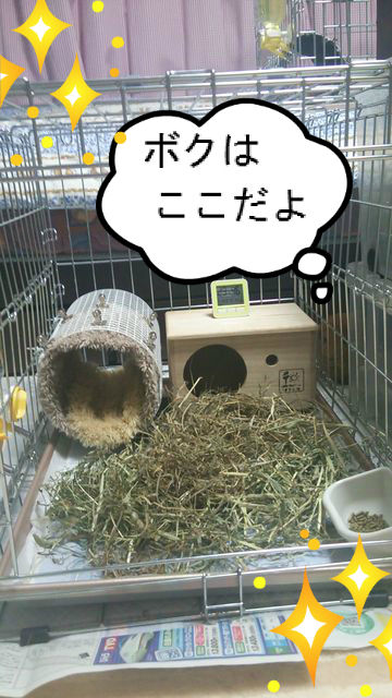 BlogPaint