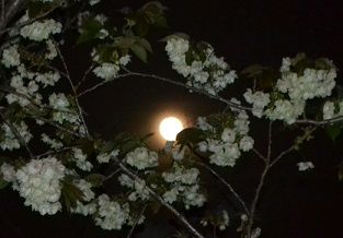 月に桜5