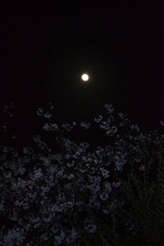 月に桜9
