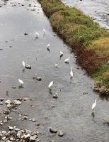 なぜかたむろする白鷺