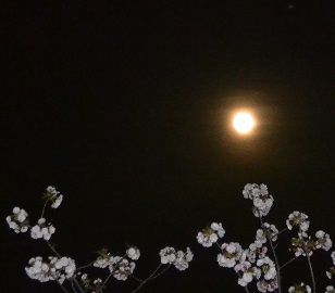 月に桜3