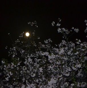 月に桜8