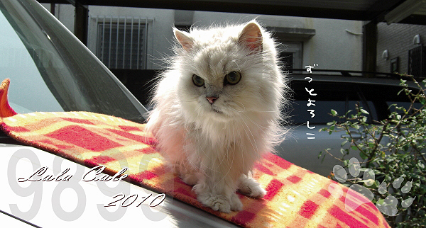 �ڥ�������2010��top2