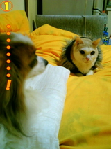 ¡¦¡¦¡¦¡¦¡¦¡¦¡¦¡¦¡ª