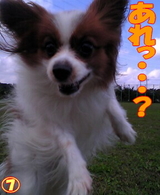 ¥À¥¤¥Ó¥ó¥°¡¦¥¥ã¥Ã¥Á¡¦¥È¥¹¡¥£·