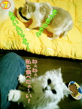 ¤ª¤¤¤·¤¤¡©£·