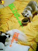 ¤ª¤¤¤·¤¤¡©£³