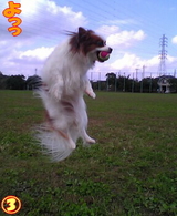 ¥À¥¤¥Ó¥ó¥°¡¦¥¥ã¥Ã¥Á¡¦¥È¥¹¡¥£³
