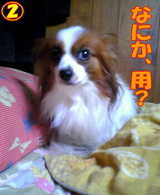 ¤Ê¤Ë¤«¡¢ÍÑ¡©