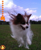 ¥À¥¤¥Ó¥ó¥°¡¦¥¥ã¥Ã¥Á¡¦¥È¥¹¡¥£¶