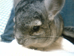 コアちゃん