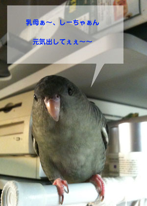 from_popo
