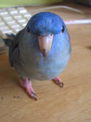 ramochan