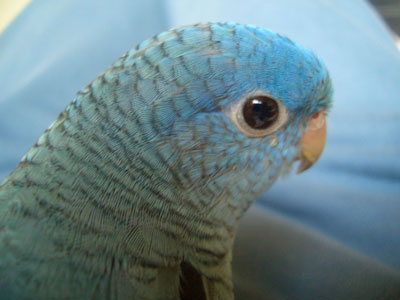 ramo