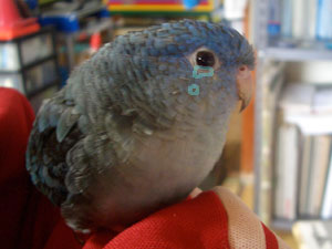 ramo1