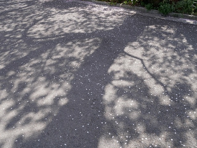 P1030244_R