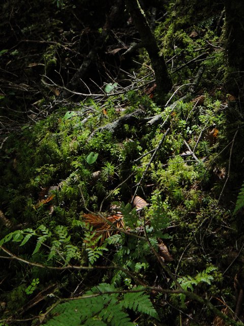 DSC04420